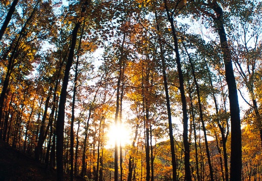 Trail Scene with Setting Sun