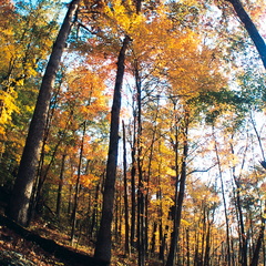 Fall Canopy