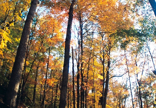 Fall Canopy