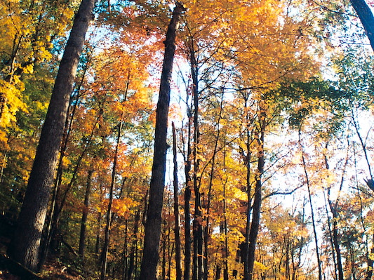 Fall Canopy