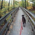 Pixel on Observation Deck