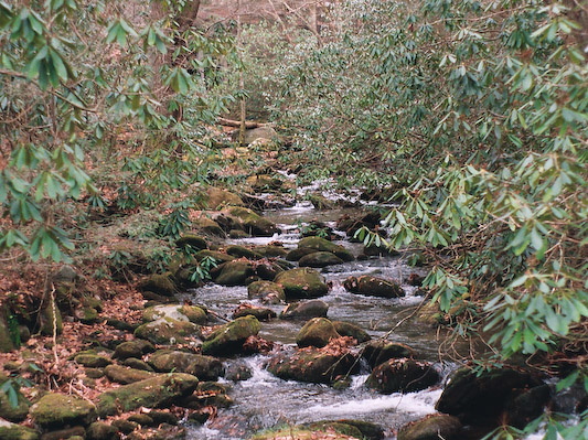 Stream feeding the Little River at Elkmont