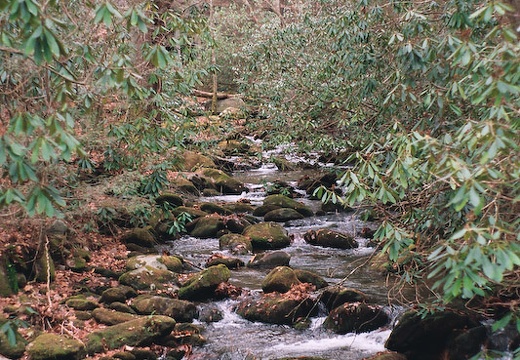 Stream feeding the Little River at Elkmont