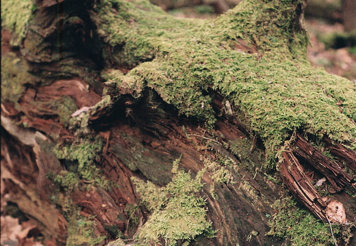 Dead Hemlock covered in Moss