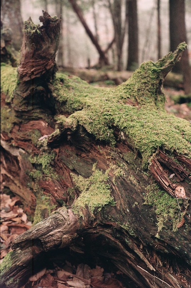 Dead Hemlock covered in Moss (2600 visits) Dead Hemlock covered in Moss