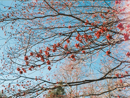 Dogwood Berries in Strong Light