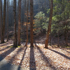 Elkmont Campground, Strong Shadows