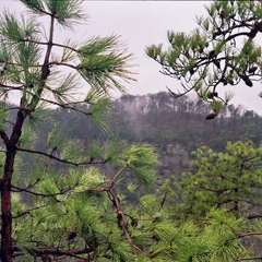 Far Cliff and Near Pines