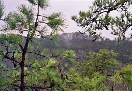 Mar 16: Pinch 'Em Tight, Red River Gorge