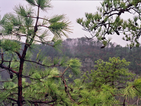 Far Cliff and Near Pines