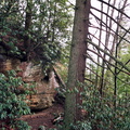 Trail Scene with Hemlock