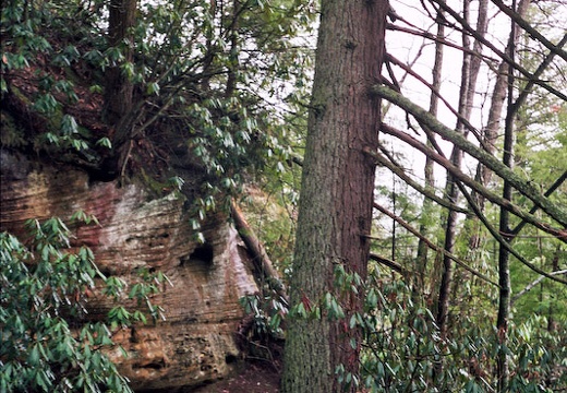 Trail Scene with Hemlock