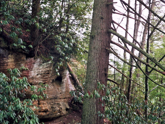 Trail Scene with Hemlock