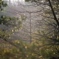 Lone Tree in Foggy Evening Light