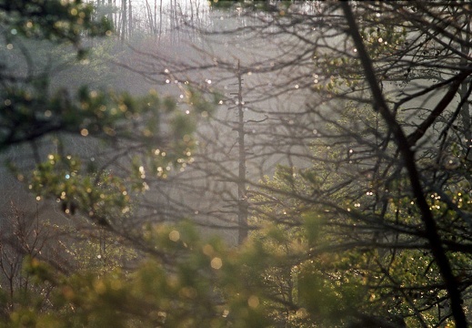 Lone Tree in Foggy Evening Light