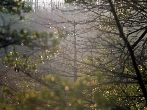 Lone Tree in Foggy Evening Light