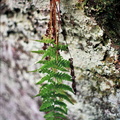 Hanging Fern