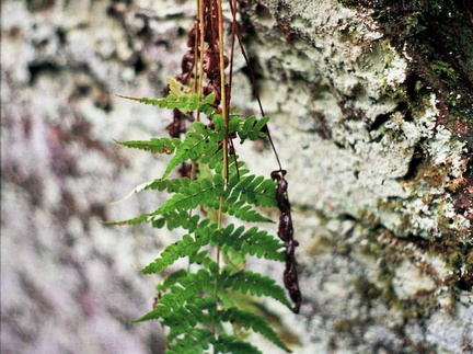 Hanging Fern