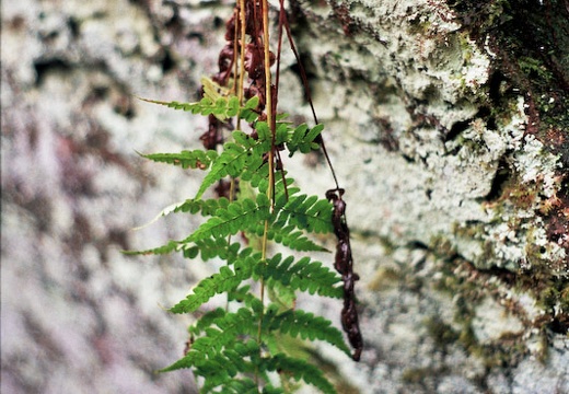 Hanging Fern