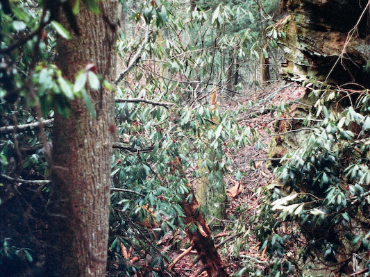 Trail Scene