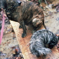 Pixel and Sally on Footbridge