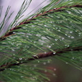 Raindrops on Pine Needles