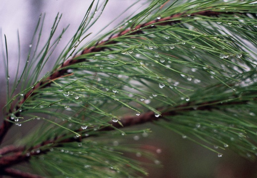 Raindrops on Pine Needles