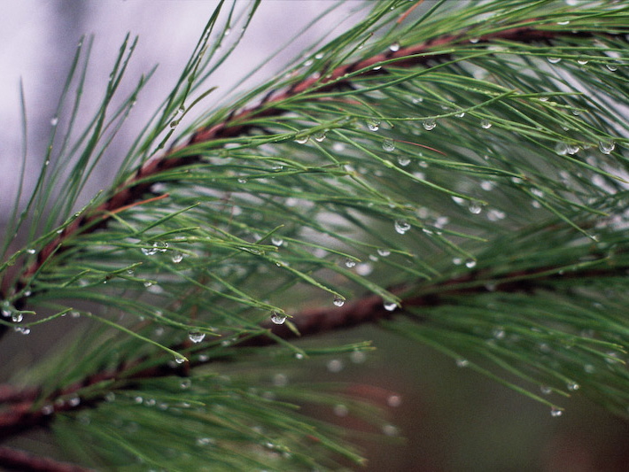 Raindrops on Pine Needles