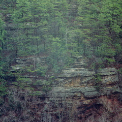 Trees, Cliff