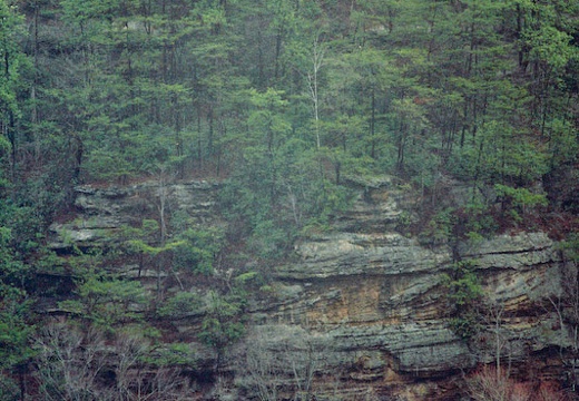 Trees, Cliff