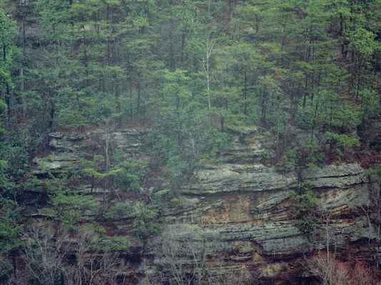 Trees, Cliff