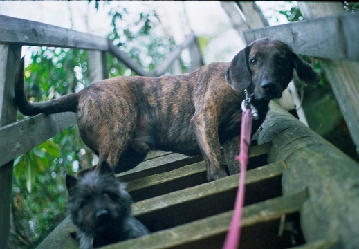 Pixel and Salley on stair ladder