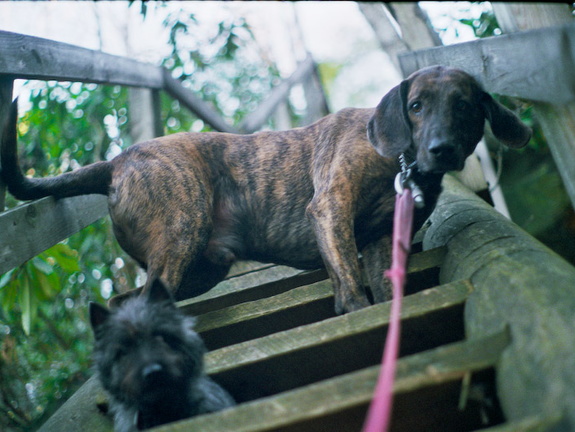 Pixel and Salley on stair ladder