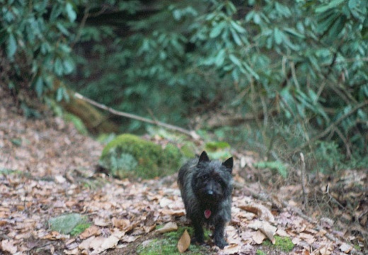 Salley on the Kentucky Trail