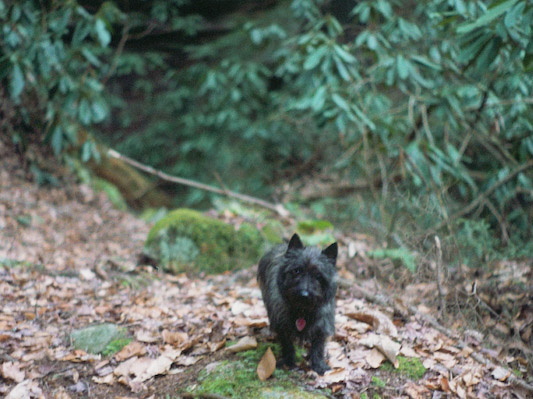 Salley on the Kentucky Trail