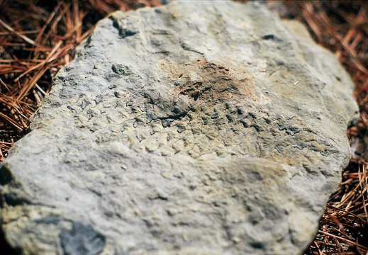 Fossil