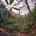 Sheltowee Trace crosses stream