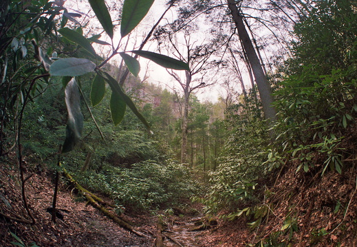 Sheltowee Trace crosses stream