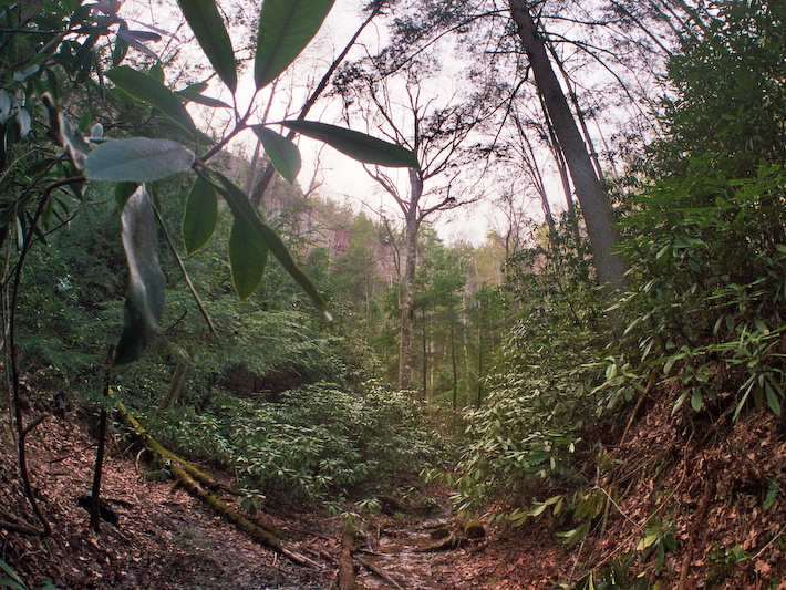 Sheltowee Trace crosses stream