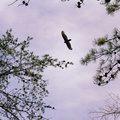 Vulture