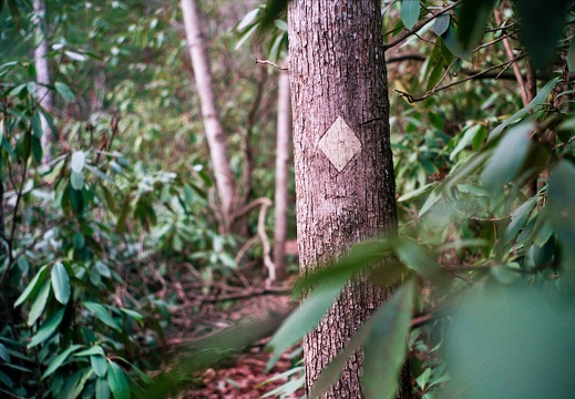 Sheltowee Trace