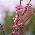 Redbuds