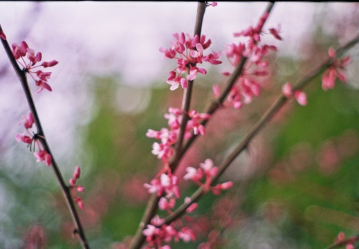 Redbuds