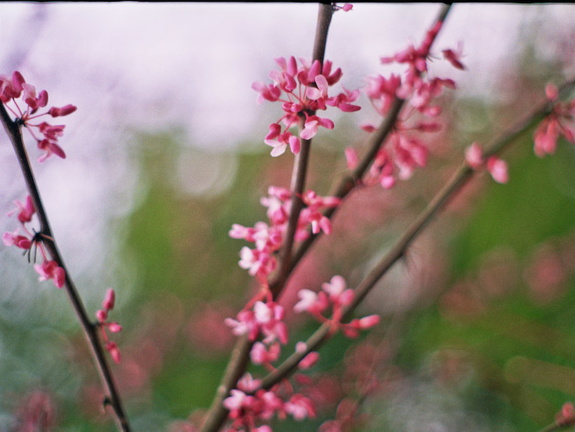 Redbuds