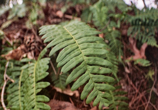 Ferns