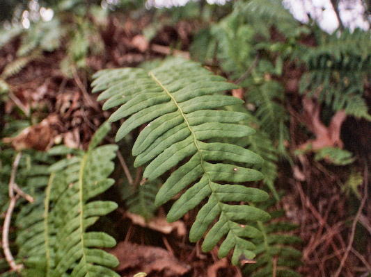 Ferns