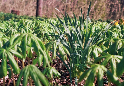 Mayapples