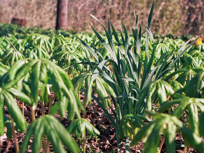 Mayapples