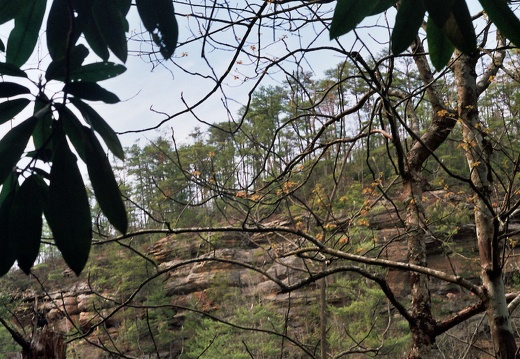 Across Creek through Canopy