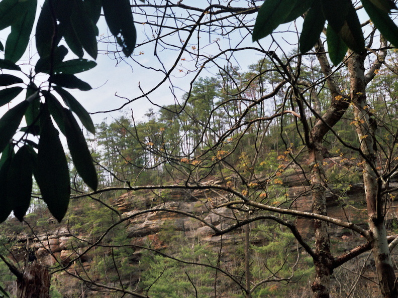 Across Creek through Canopy